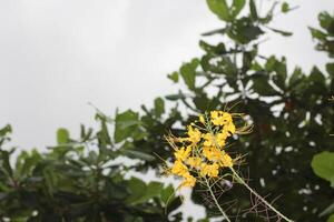 Yellow flowers in the background of a cloudy sky photo