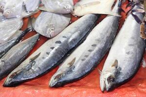 A bunch of fish on a table photo