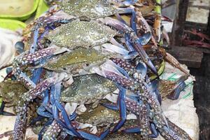 Fresh crab at street food. Indulge in the culinary delight of Dungeness crab, meticulously harvested and offered for sale. Delight in the sweet, succulent flavor of this ocean treasure photo