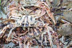 Fresh crab at street food. Indulge in the culinary delight of Dungeness crab, meticulously harvested and offered for sale. Delight in the sweet, succulent flavor of this ocean treasure photo
