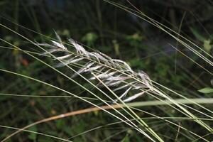 A close up of a plant with long grass photo