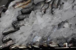 Seafood on ice at the fish market. Frozen fish and seafood on ice photo
