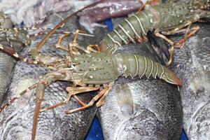 lobsters also known as langustas in aquarium. Raw lobster, Blue Prawn photo