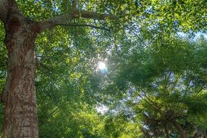 a bench sitting in a park with trees and a sun photo