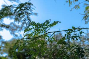 a tree with leaves and a bird flying in the sky photo