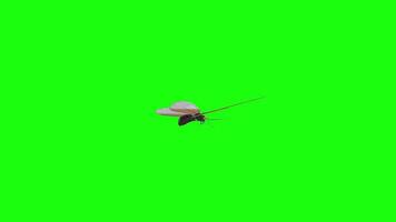 3D rendering of a butterfly flying over a bright green backdrop video