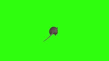 3D rendering of a rat exploring a vibrant green background video