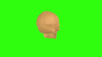 3D rendering of a human skull rotating on a vibrant green background video