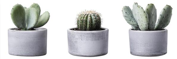 Stylish isolated cactus trio in ceramic flowerpot, neutral background, elegant botanical arrangement photo