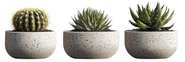 Neutral cactus arrangement in ceramic pot, isolated trio of succulents, modern aesthetic, clean background photo