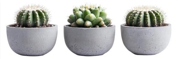 Trio of green cactus plants, potted in grey, minimal white background, sharp spines, indoor houseplant decor photo