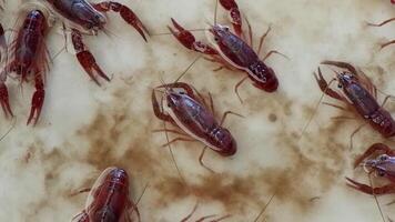 Top view of a group of shrimp in aquarium video