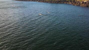 Aerial view of swimmers training in open ocean video