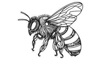 A bee coloring page with a black and white drawing vector