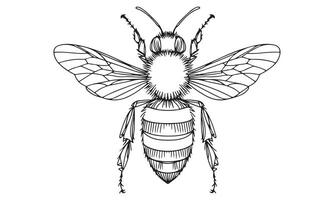 A drawing of a bee on a white background vector