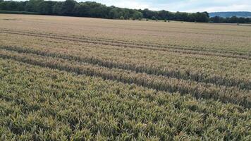 Aerial View of Green Fields and Fresh Growth video