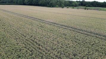 Drone View of Cornfields and Rural Farmland video