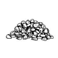 Corn kernels. graphics depicting a bunch of corn kernels. Black and white hand-drawn illustration. On a white background. Great for stickers, banners, posters and packages. vector