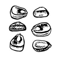 Corn kernels. A set of graphics depicting corn kernels. A black and white hand-drawn illustration. On a white background. Great for stickers, banners, posters and packages. vector