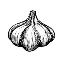 Garlic. graphics with the image of fragrant spices. A black and white hand-drawn illustration. On a white background. Great for cooking recipes, menus, posters or labels. vector