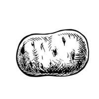Potato tuber. graphics with images of potatoes. Black and white hand-drawn illustration. On a white background. Great for labels, banners, posters and packages. vector