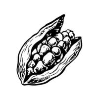 Cardamom. graphics with the image of fragrant spices. A black and white hand-drawn illustration. On a white background. Great for cooking recipes, menus, posters or labels. vector