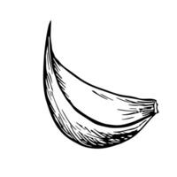 Garlic. graphics with the image of fragrant spices. A black and white hand-drawn illustration. On a white background. Great for cooking recipes, menus, posters or labels. vector