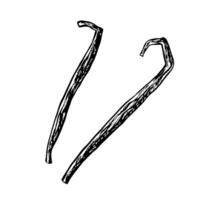 Vanilla pods. graphics with the image of fragrant spices. A black and white hand-drawn illustration. On a white background. Great for cooking recipes, menus, posters or labels. vector