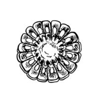 Corn in the section. graphics with the image of a corn cob in the section. Black and white hand-drawn illustration. On a white background. Great for stickers, banners, posters and packages. vector