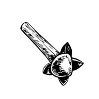 The spice of cloves. graphics with the image of fragrant spices. A black and white hand-drawn illustration. On a white background. Great for cooking recipes, menus, posters or labels. vector