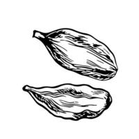 Cardamom. graphics with the image of fragrant spices. A black and white hand-drawn illustration. On a white background. Great for cooking recipes, menus, posters or labels. vector