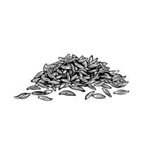 Cumin is a spice. graphics of fragrant spices. A black and white hand-drawn illustration. On a white background. Great for cooking recipes, menus, posters or labels. vector