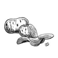 Potatoes and chips. graphics with images of sliced potatoes and chips with fluting. Black and white hand-drawn illustration. On a white background. Great for labels, banners, posters, packages. vector