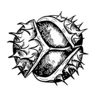 Chestnut. graphics depicting the fruit of a ripe chestnut tree. A black and white hand-drawn illustration. On a white background. Great for labels, covers, flyers and packages. vector