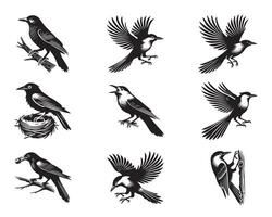 Collection of Clark's nutcracker illustration - Cute Clark's Crow Bird Silhouette Design vector