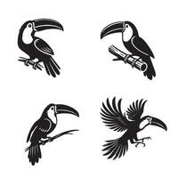 Collection of Toco toucan illustration - Toco toucan Bird Silhouette Design vector