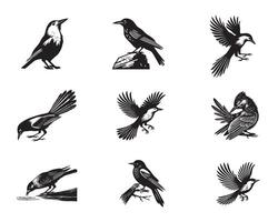 Collection of Clark's nutcracker illustration - Cute Clark's Crow Bird Silhouette Design vector