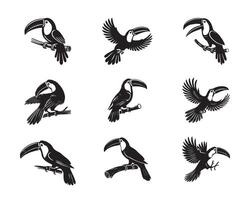 Collection of Toco toucan illustration - Toco toucan Bird Silhouette Design vector
