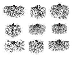 Collection of tree Roots illustration - tree Roots Silhouette Design vector