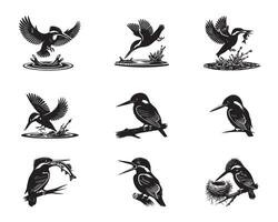 Collection of Common kingfisher illustration - Common kingfisher Bird Silhouette Design vector