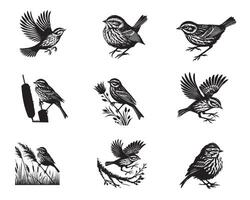 Collection of Song sparrow silhouette Design - Song sparrow Bird illustration vector