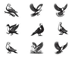 Collection of Eurasian Collared Dove illustration - Eurasian Collared Dove Bird Clipart Design vector