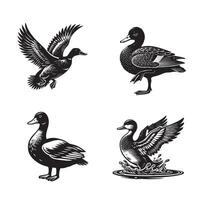 Collection of American black duck illustration - American black duck Bird Silhouette Design vector