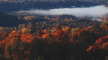 Aerial View of Sigulda's Autumn Foliage and Misty Forests video