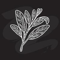 Sketch drawing of sage on a black background vector