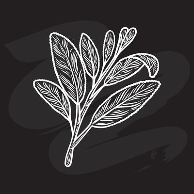 Sketch drawing of sage on a black background