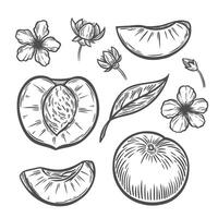 A peach in the style of line drawing vector