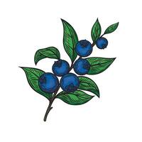 Blueberry on a branch in line drawing style vector