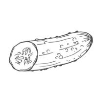 Cucumber hand drawn sketch in doodle style. Isolated on white background vector