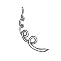 Cucumber tendril hand drawn sketch in vector